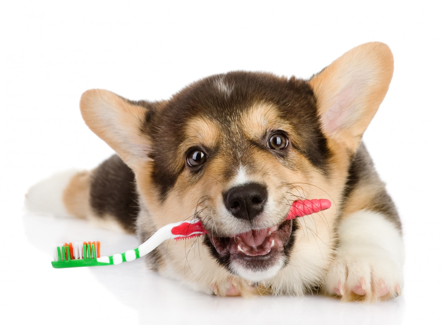 Dog with Toothbrush